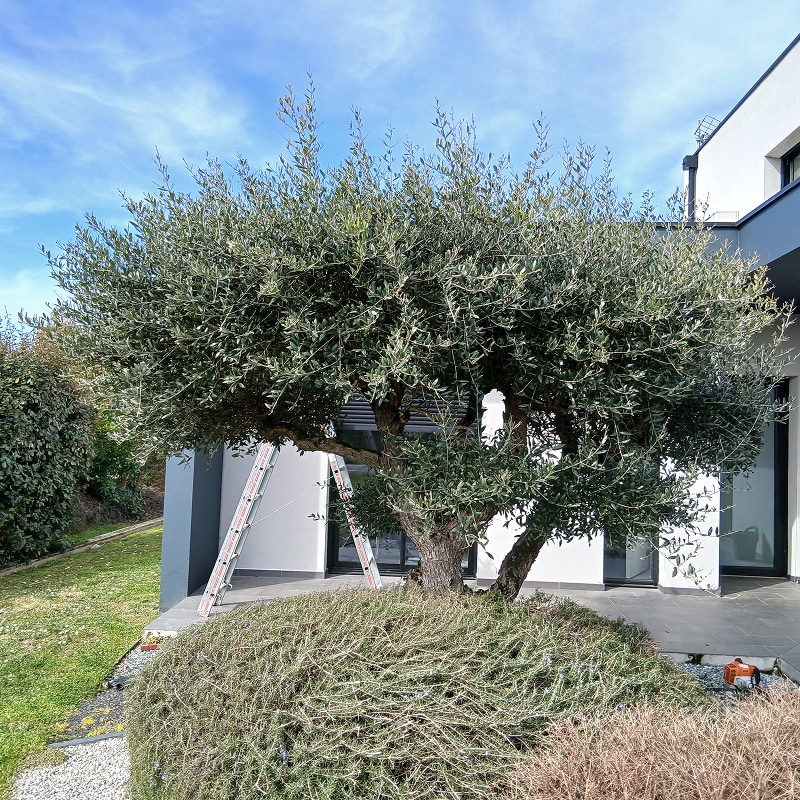 Grand olivier touffu en cours de taille, avec une échelle dépliée devant une maison moderne blanche et grise. Un couvre-sol est visible au premier plan.
